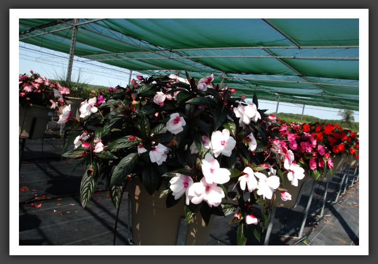 Impatiens New Guinea Super Sonic Cherry Cream_6316