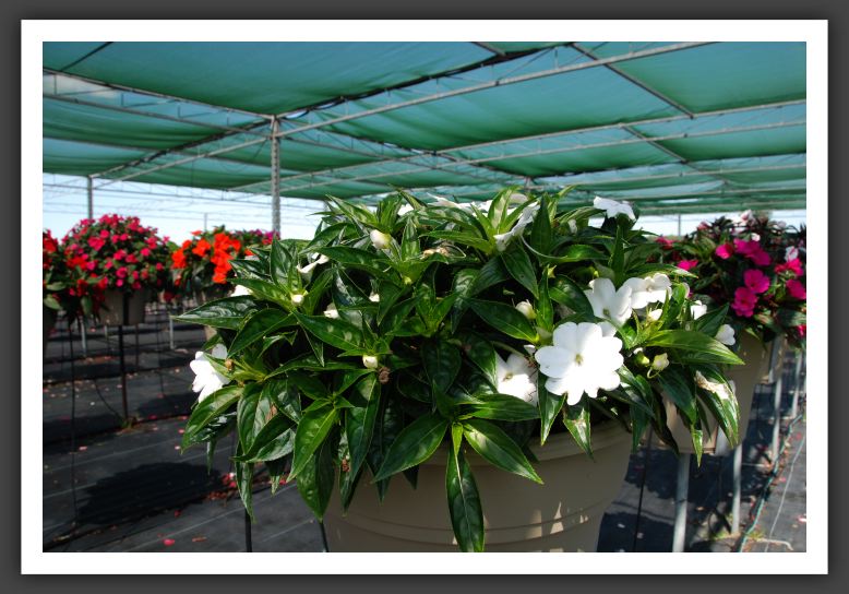 Impatiens New Guinea Sonic White_6318