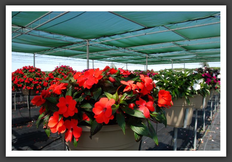 Impatiens New Guinea Pure Beauty Bright Orange_6319