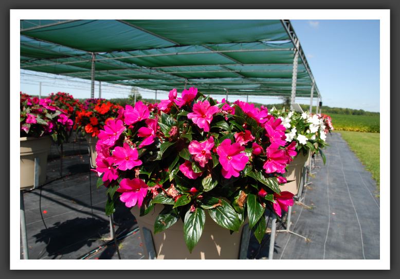 Impatiens New Guinea Tamarinda Purple_6321