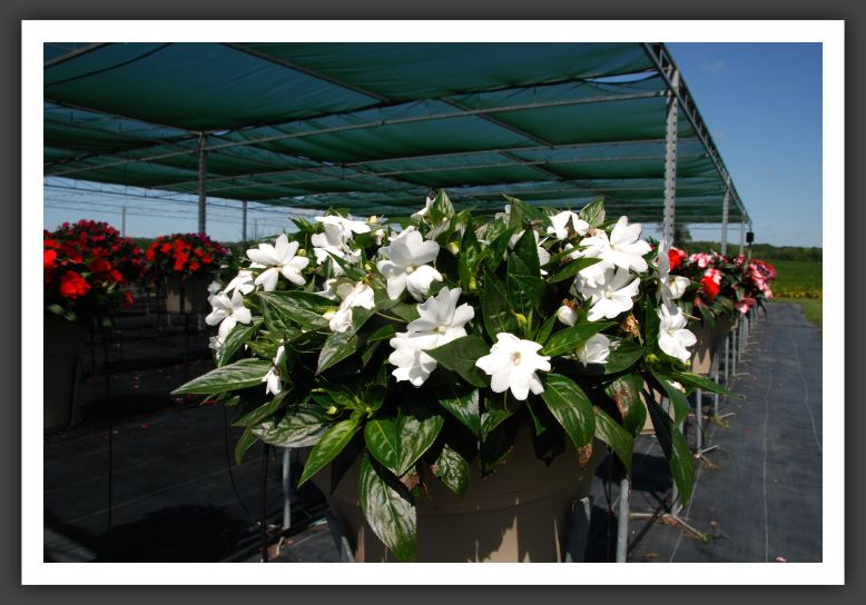 Impatiens New Guinea Tamarinda White_6322