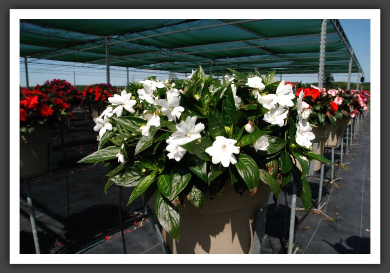 Impatiens New Guinea Tamarinda White_6323