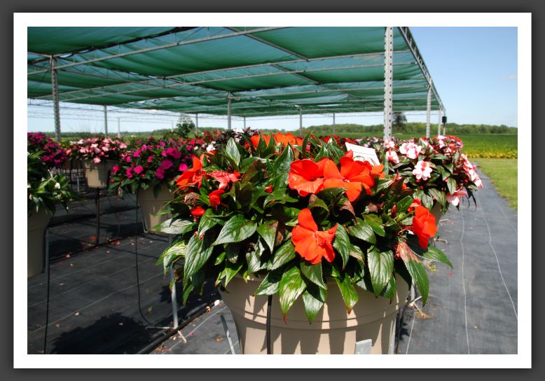 Impatiens New Guinea Tamarinda Orange_6324