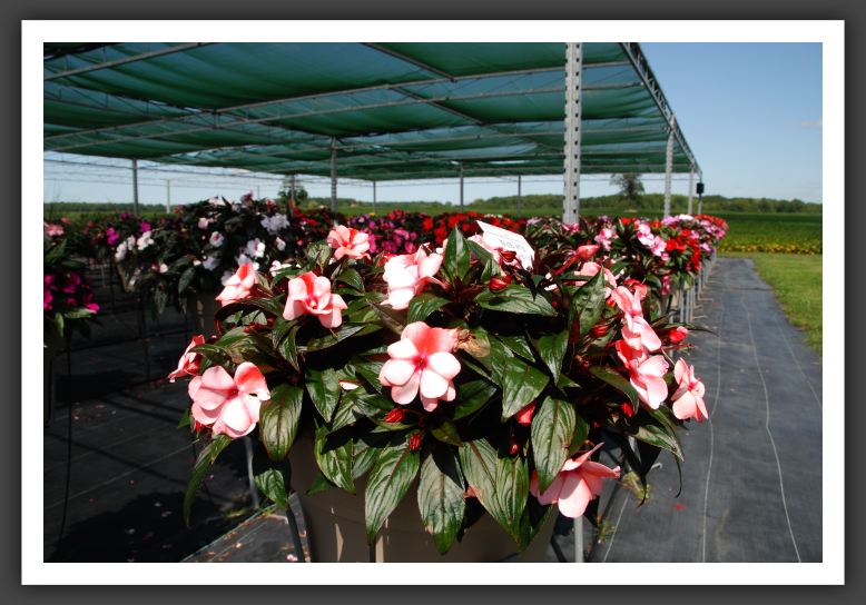 Impatiens New Guinea Tamarinda Red Bicolor_6325