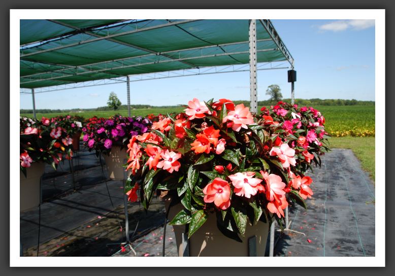 Impatiens New Guinea ColorPower Salmon Pink_6334