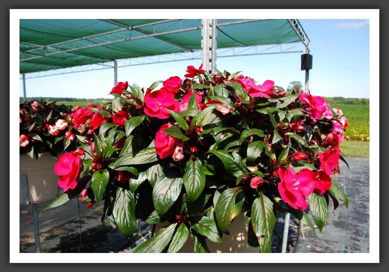 Impatiens New Guinea Infinity Ruby Flash_6336