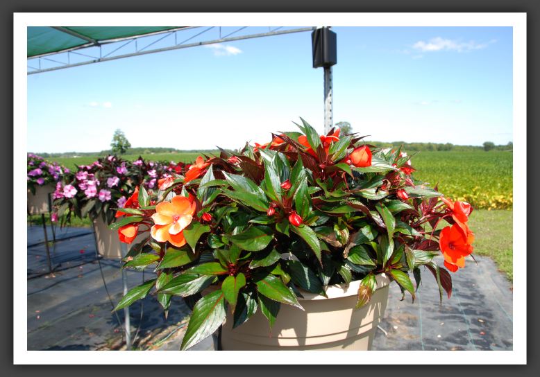 Impatiens New Guinea Infinity Orange_6339