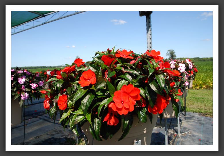 Impatiens New Guinea Infinity Scarlet_6340