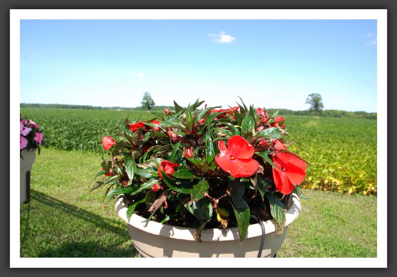Impatiens New Guinea Infinity Red_6343