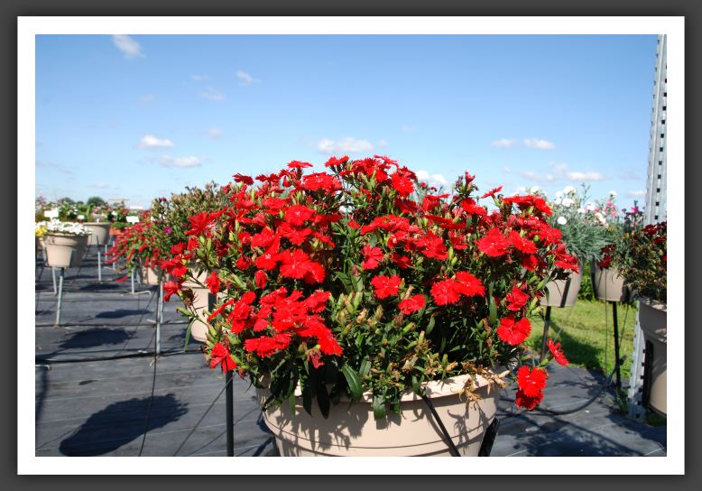 Dianthus Elation Scarlet_6130