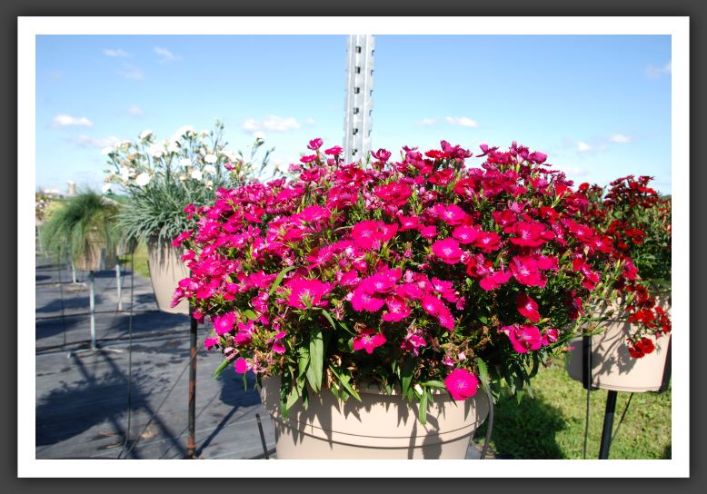 Dianthus Elation Violet_6132