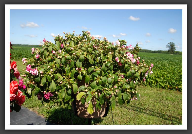 Impatiens Double Double Up Violet Bicolor_ 6134