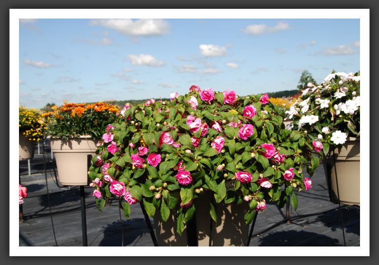 Impatiens Silhouette Pink 06_6109