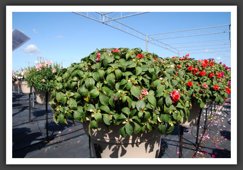 Impatiens Double Fiesta Salsa Red Imp_6146