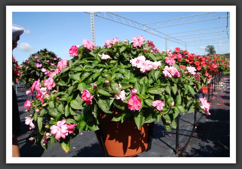 Impatiens Trailing Fanfare Pink Sparkle_6149