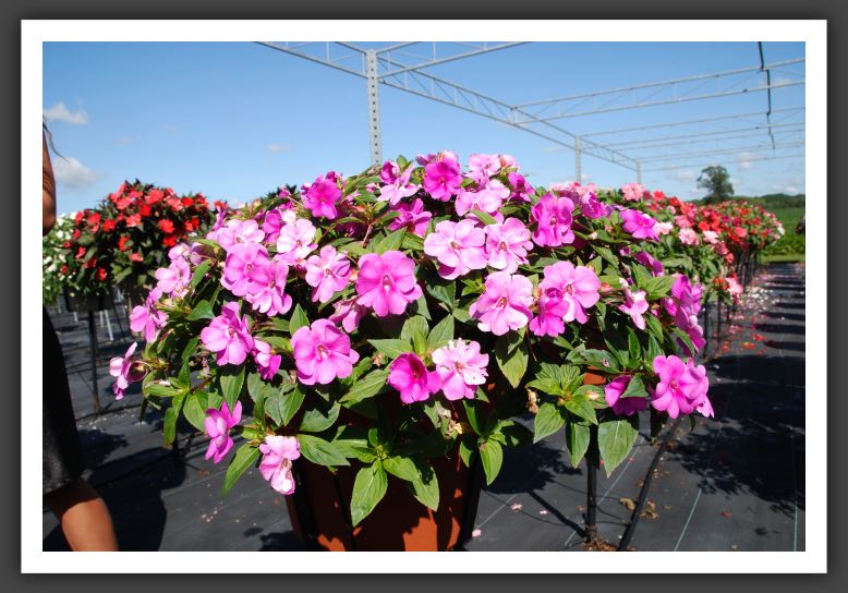 Impatiens Trailing Fanfare Orchid_6150