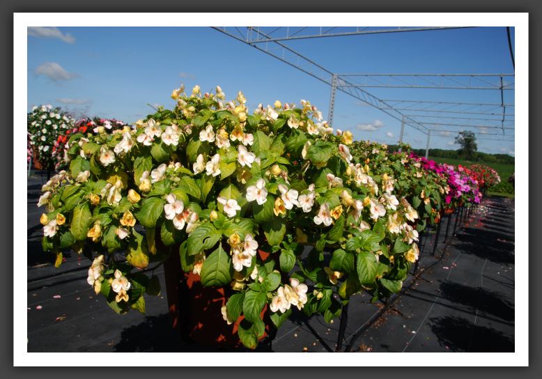 Impatiens Exoctic Fusion Glow Imp_6153