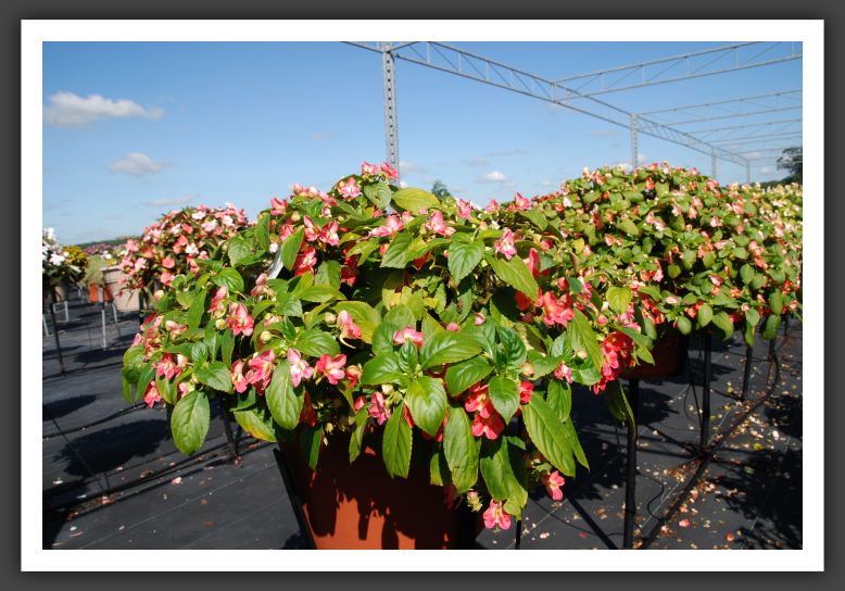 Impatiens Exoctic Fusion Heat_6156