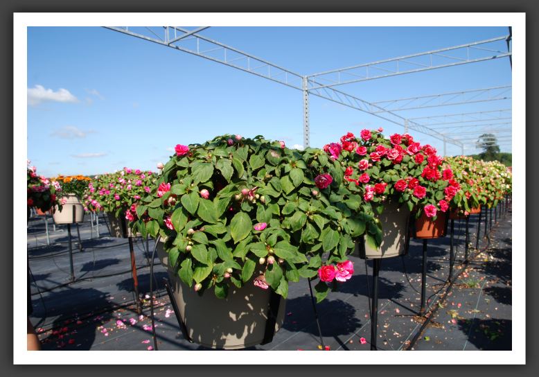 Impatiens Silhouette Rose 06_6158