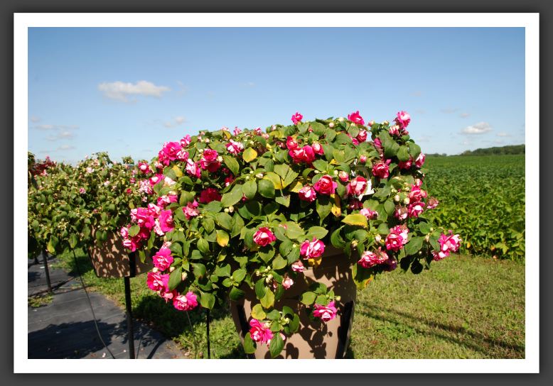 Impatiens Double Double Up Rose_6160