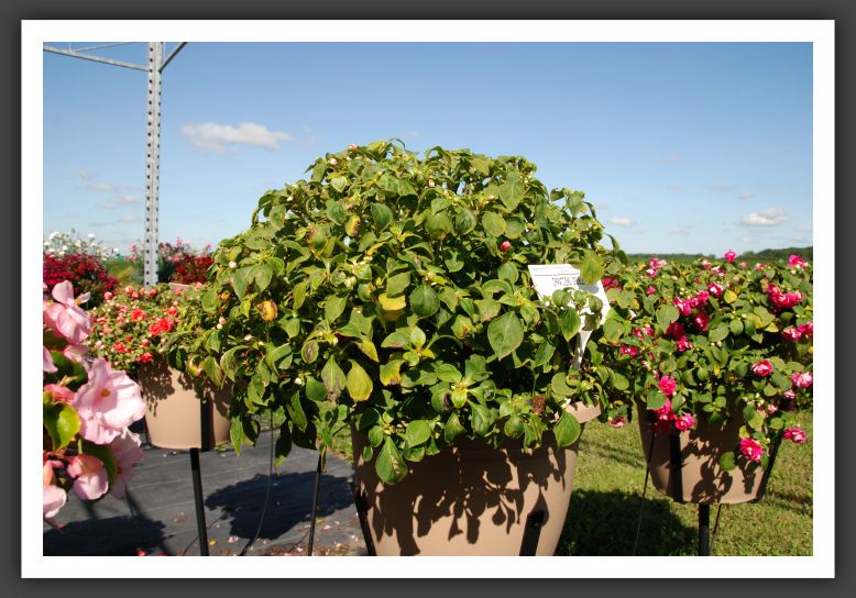 Impatiens Double Double Up Passion_6161