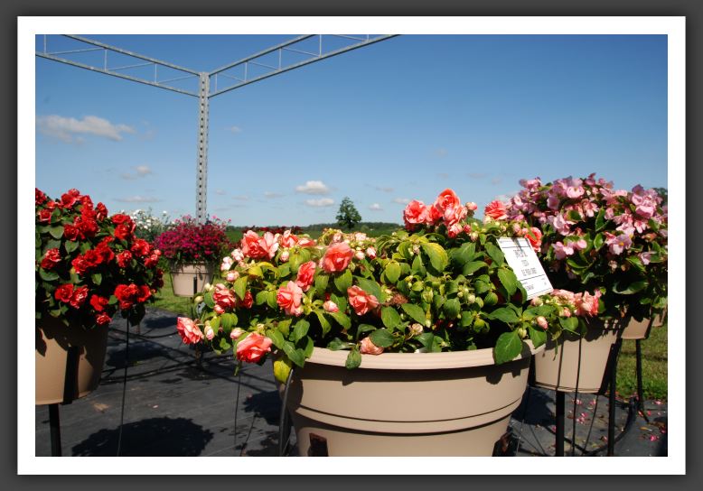 Impatiens Double Fiesta Ole Peach Sorbet_6162