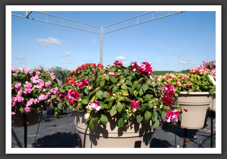 Impatiens Double Fiesta Ole Purple Stripe_6163