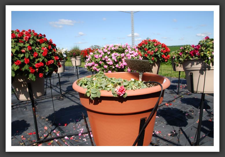 Impatiens Double Fiesta Pink Frost_6164