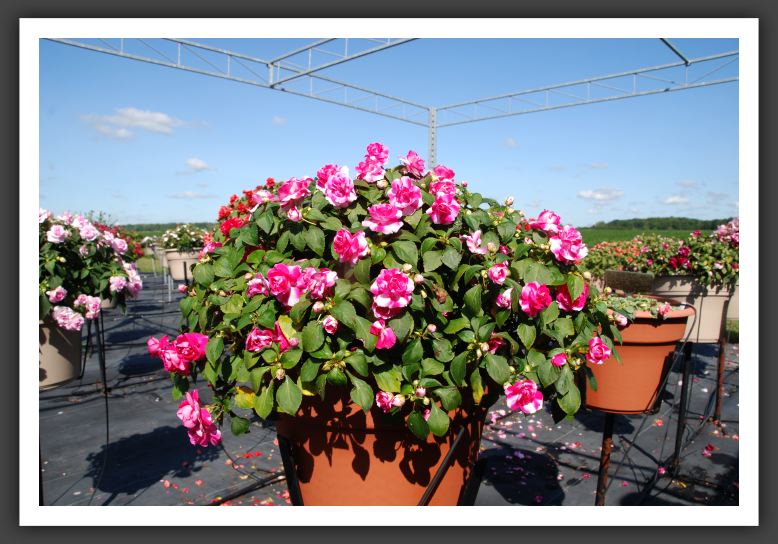 Impatiens Double Fiesta Sparkler Hot Pink_6165