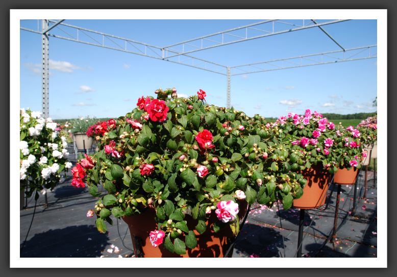 Impatiens Double Fiesta Sparkler Cherry_6166