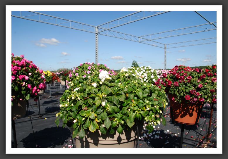 Impatiens Double Fiesta Ole Frost_6168
