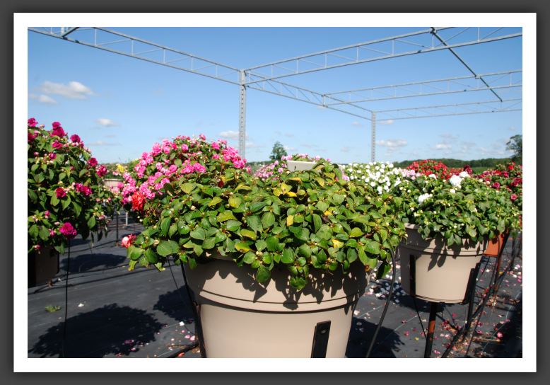 Impatiens Double Fiesta Ole Cherry_6169