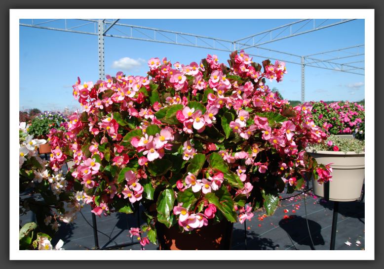 Begonia Baby Wing_6173