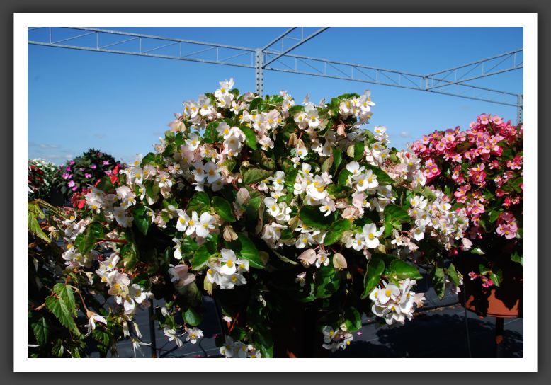 Begonia Baby Wing_6174
