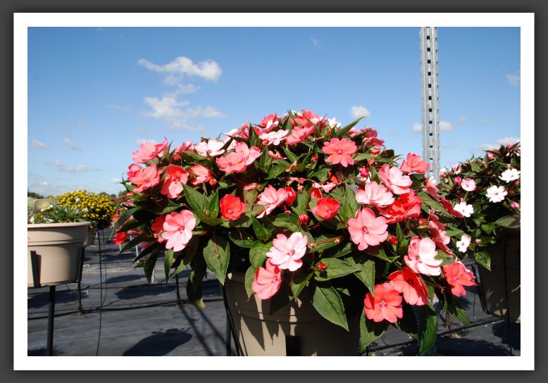 Impatiens SunPatiens Compact Coral_6113