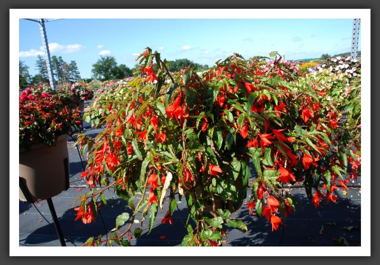 Begonia Mandalay Mandarin_6178