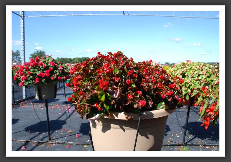 Begonia Gumdrop_6179
