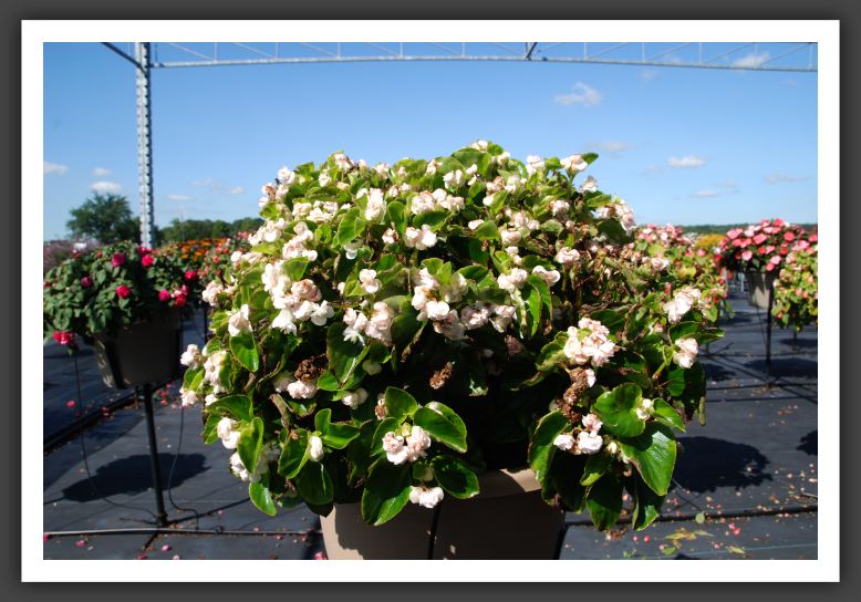 Begonia Gumdrop_6180