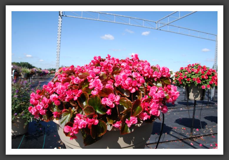 Begonia Doublet Rose_6182