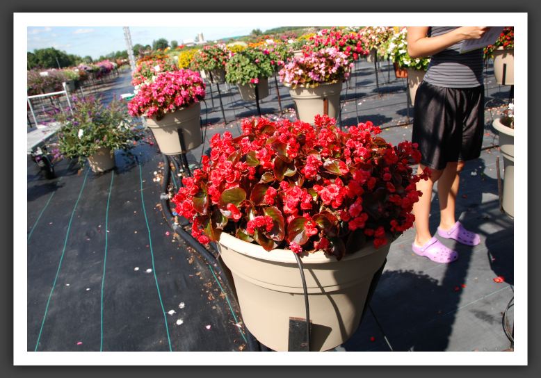 Begonia Doublet Red_6183