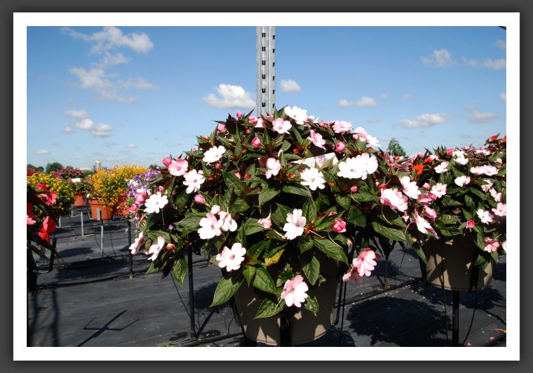 Impatiens SunPatiens Compact Blush Pink_6114