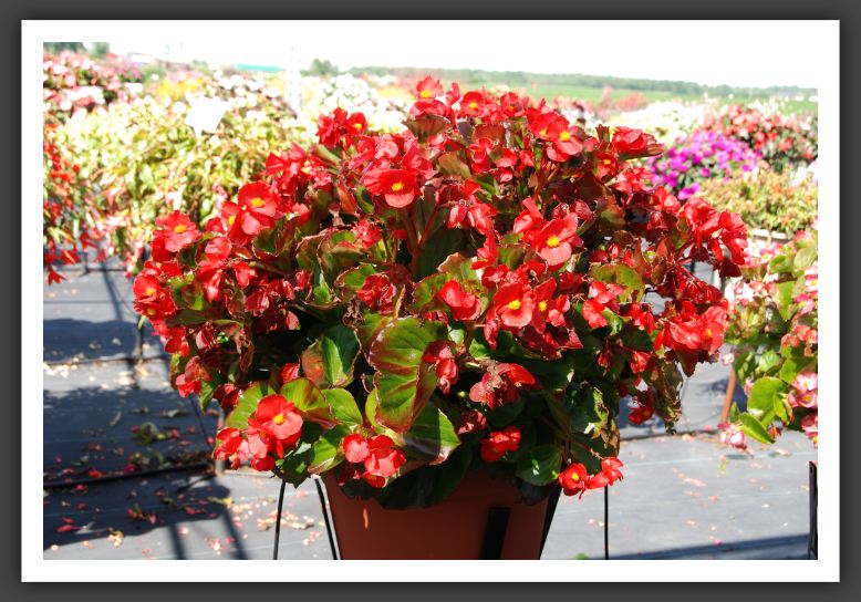 Begonia Bayou Scarlet_6188