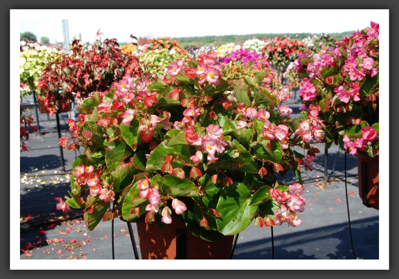 Begonia Bayou Pink Bicolor_6189