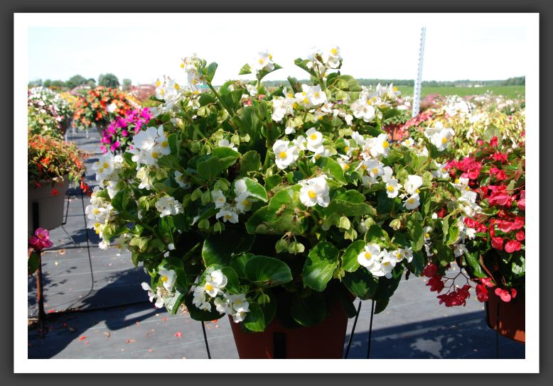 Begonia Bayou White_6191
