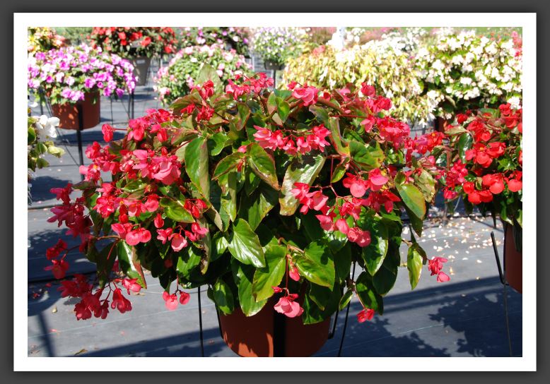 Begonia Dragon Wing Pink_6192