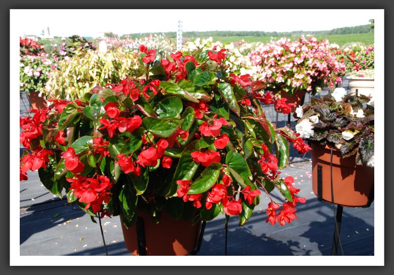 Begonia Dragon Wing Red_6193