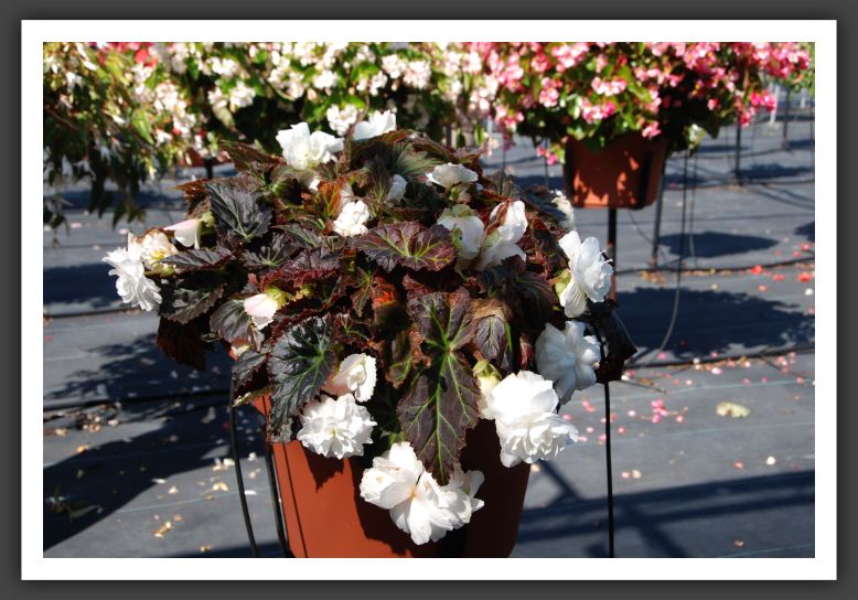 Begonia Non Stop Mocca_6194