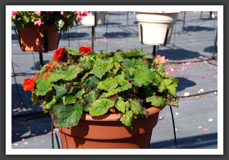 Begonia Non Stop Golden Orange_6195