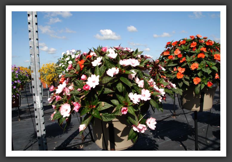 Impatiens SunPatiens Compact Orange_6115