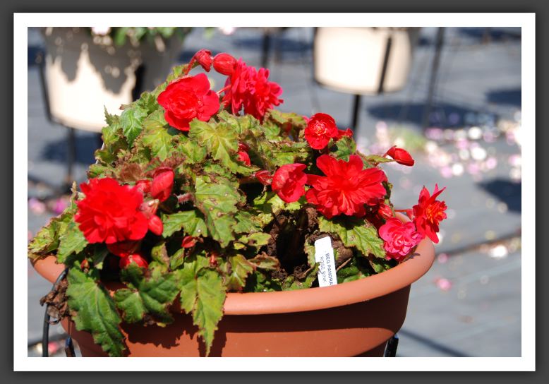 Begonia Panorama rose Pink_6196